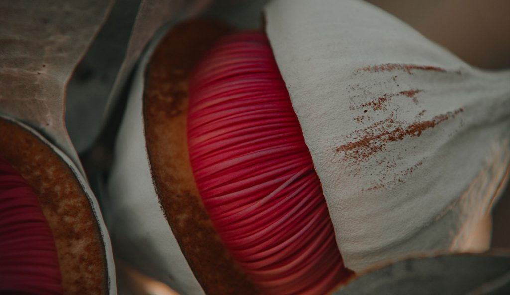 gumnut closeup